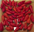 Fresh Bhut Jolokia Red Peppers 1 Pound or 16 Ounces
